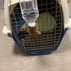 犬小屋