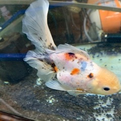 ローズテールオランダ　金魚