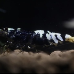 〔 BWB 〕ブラックファンシータイガー　１匹