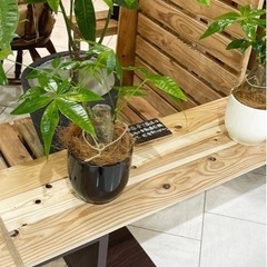 パキラ‼️発財樹🎶陶器鉢植え替え済み、葉っぱボリューム、3800円