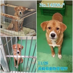 里親決定！有難うございました！　🆘保健所収容🐶まだ若いビビり君で...