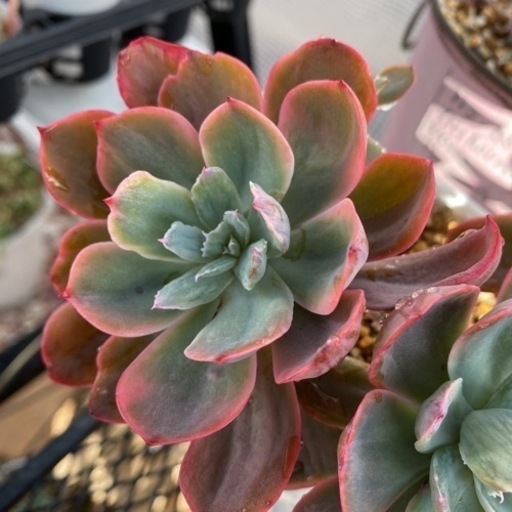 多肉植物