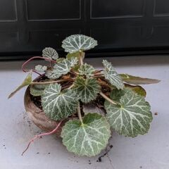💥12/19まで❗🉐350円🪴A／ユキノシタの鉢植え 