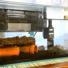 幅45cm 淡水魚水槽セットお譲りします ～ 小型ドジョウ3＋小...