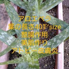 多肉植物アロエサポナリア　抜き苗