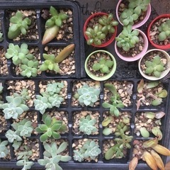 多肉植物 可愛いちびちゃん達の画像