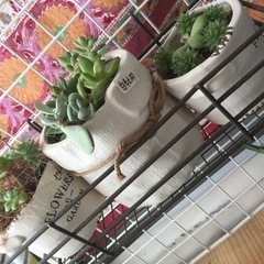 多肉植物 鉢付きの画像