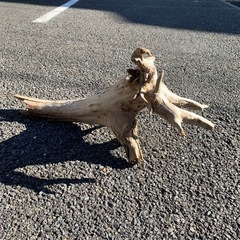 流木、【華道】【茶道】【芸術】の画像