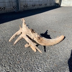 流木、【華道】【茶道】【芸術】の画像