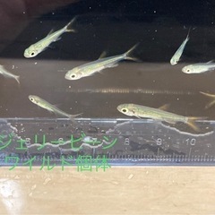 少量熱帯魚入荷の画像