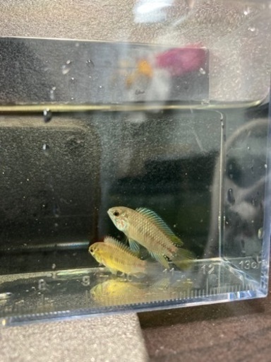 少量熱帯魚入荷