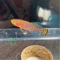 少量熱帯魚入荷の画像