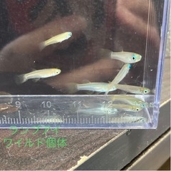 少量熱帯魚入荷の画像