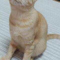 ネコちゃんの里親を探しています。