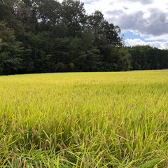お値下げ！　新米　きぬむすめ　30キロ　玄米　生産者名入り。　お...