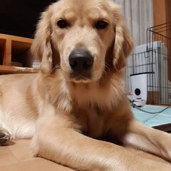 ゴールデンレトリーバー　お友だちになってください☆
