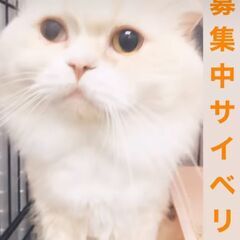 丸々かわいいサイベリアン　　成ネコちゃん●●アゴはネコでお世話・...