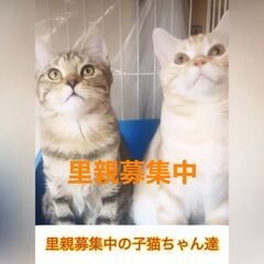 子猫ちゃんたちスコティッシュミックス　ジェネッタ　●●アゴはネコ...