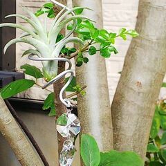 観葉植物とか園芸店巡りのサークル