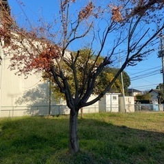 【無料】庭の木あげます☆ 紅葉の木など 蜜柑の木 ビワの木 サザ...