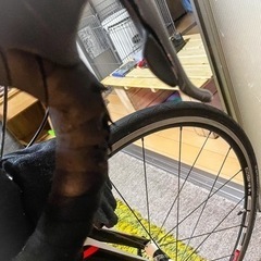 specialized （スペシャライズド） ALLEZ （アレー）E5 2017年モデル の画像