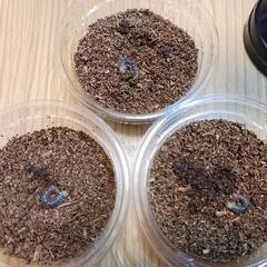 ニジイロクワガタ(赤め個体)幼虫×3頭の画像