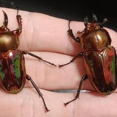 ニジイロクワガタ(赤め個体)幼虫×3頭の画像