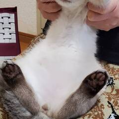 シャムミックスの遥空（ハク）美人さんです。 - 里親募集