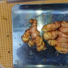 【生ウコン(秋)】の力、試してみませんか？　１００ｇ単位の量り売り