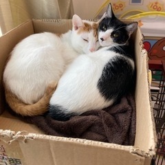 お酒好きママ友募集ヽ(‘ ∇‘ )ノ