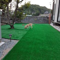 ゴールデンレトリーバー　お友だちになってください☆ - 府中市