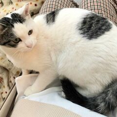 中止中】津田沼より　尾の先端の白い人慣れ猫です