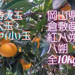 期間限定特価 八朔 5kg～(紅八朔もあります)