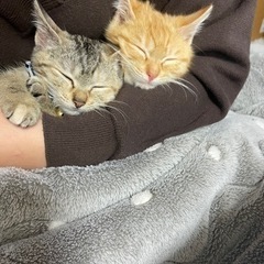生後3ヶ月程の茶トラ