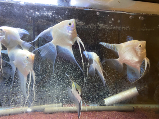 ディスカス　プラチナエンゼル