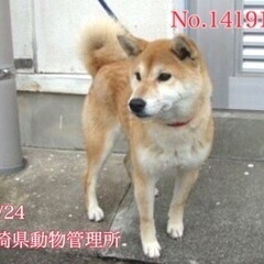 里親決定！有難うございました！　🆘保健所収容🐶人が大好き♪フレン...