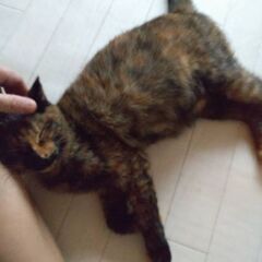 💕家族ができました💕ママとはぐれちゃったみるくちゃん✨ − 沖縄県