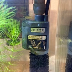 【受け取り予定者決定】ミナミヌマエビお譲りします！🦐　レッドチェ...