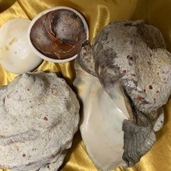 貝殻の画像