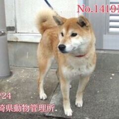 譲渡が決まりました、ありがとうございました