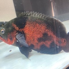 タイガーオスカー 約20cm