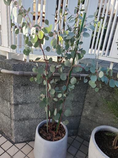 ユーカリ