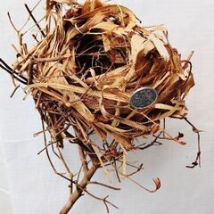 ウグイスさんが作った笹の葉のお家【自然成製品・標本】１点