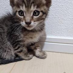 生後2ヶ月の仔猫 オス