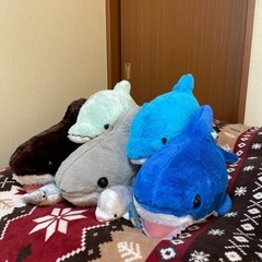 ふかふかサメ、イルカの画像