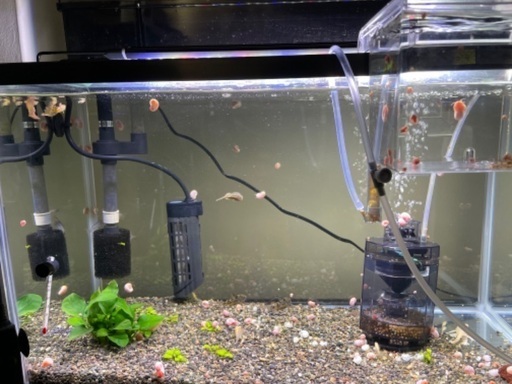 早い者勝ち‼️RREAキングコブラグッピー