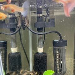 早い者勝ち‼️RREAピンクテールグッピーの画像