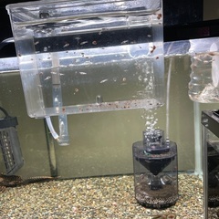 早い者勝ち‼️RREAピンクテールグッピーの画像