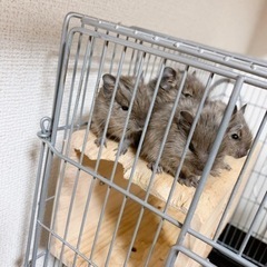 【募集停止中】デグー　生後2ヶ月1匹