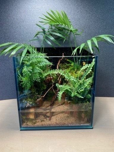 20キューブ・グラステラナノキューブ　レイアウト水槽
